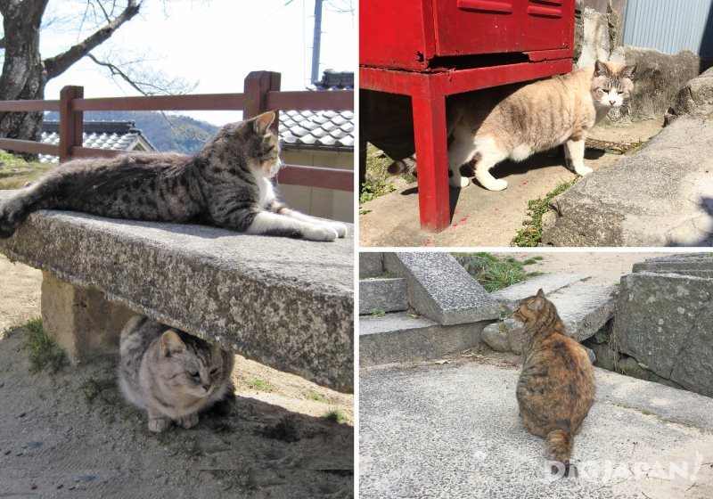 Onomichi Cats