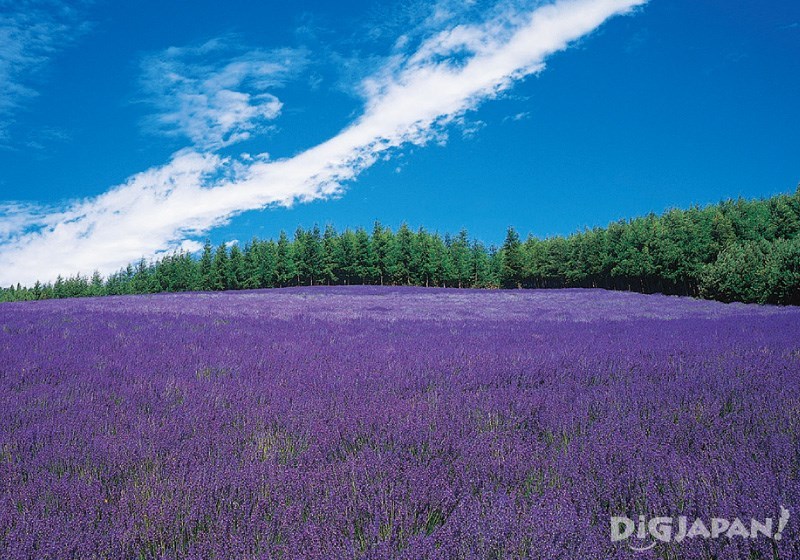Traditional lavender field
