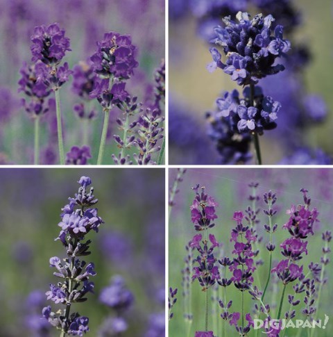 Lavender_FarmTomita