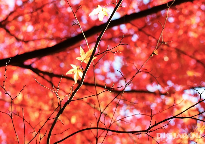Autumn leaves on Mount Takao 