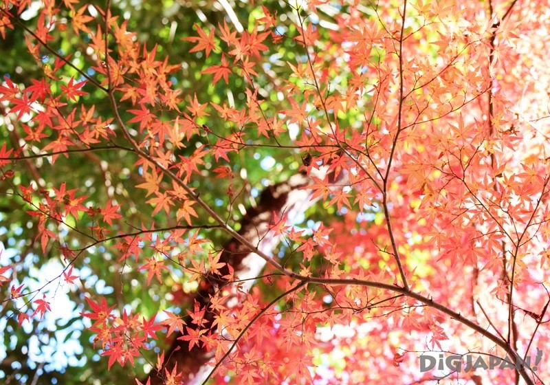 Autumn leaves at Mount Takao 