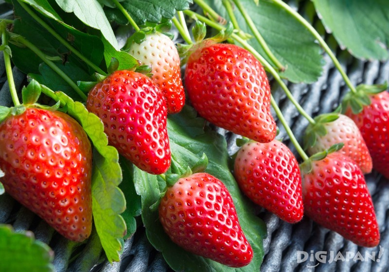 草莓产量位居日本第一的栃木县