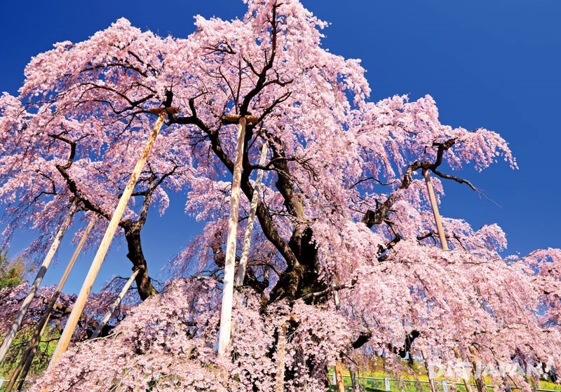 三春滝桜1