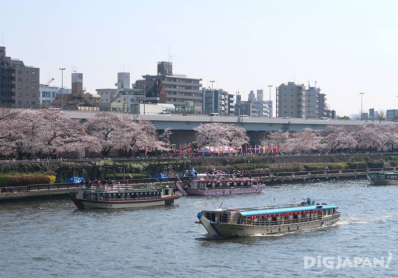 The cherry blossoms on the river bank can be admired from late March to mid-April.