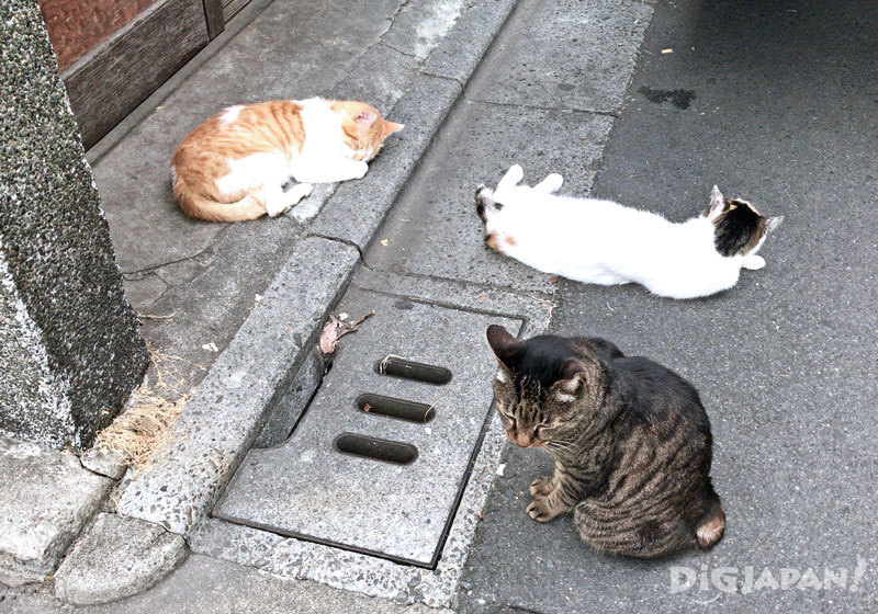 Cats in Asakusabashi