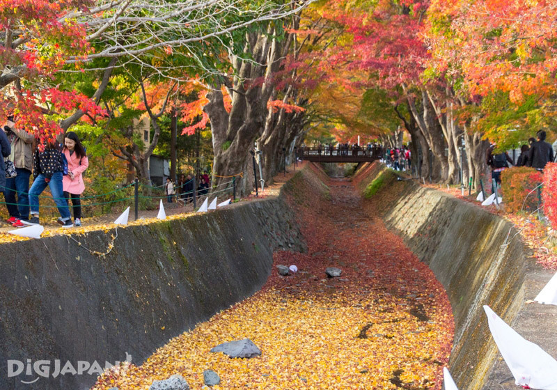 Iconic Views Of Mount Fuji Fuji Kawaguchiko Autumn Leaves Festival Digjapan