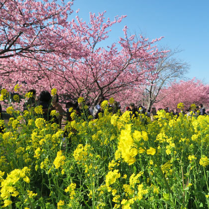 The Early blooming sakura of Kawazu