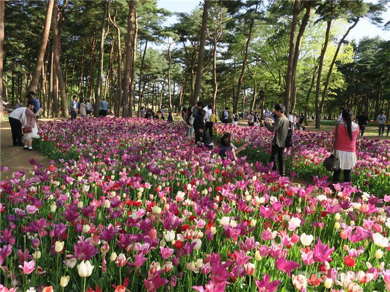 Hitachi Seaside Park tulips