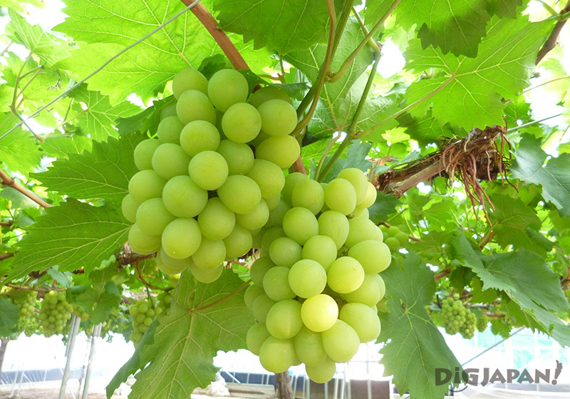 Japanese grapes