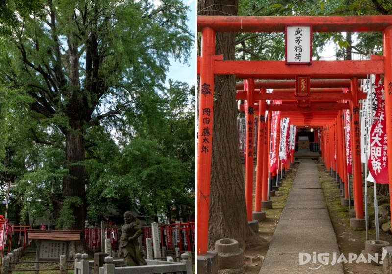 Zoshigaya Kishimojindo, Takeyoshi Inari Hall and sacred ginkgo tree