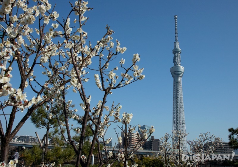 Sumida River Plum Blossom Walk