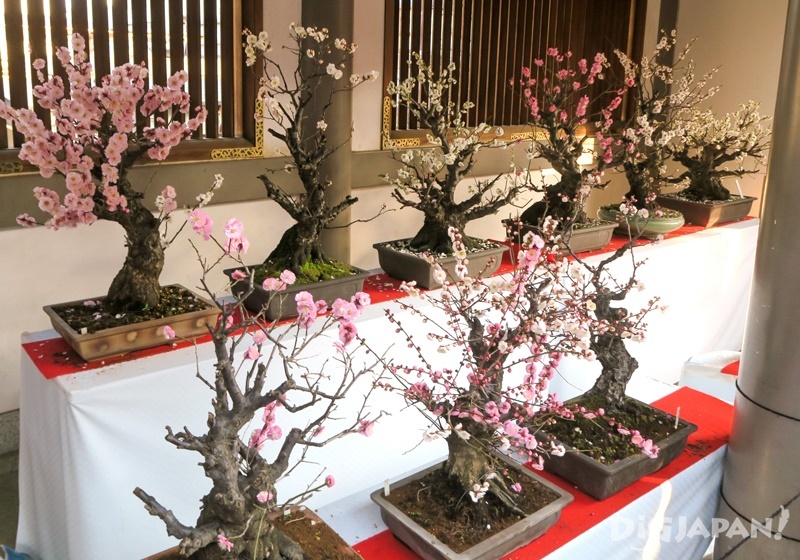 Here you'll even find plum blossoms in miniature!