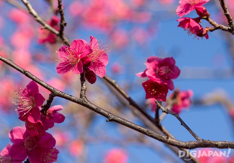 There are 270 red plum blossoms in the park!