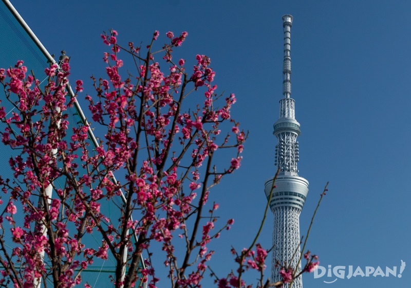 Pick your favorite color tree for a very seasonal shot of the Tokyo Skytree! 