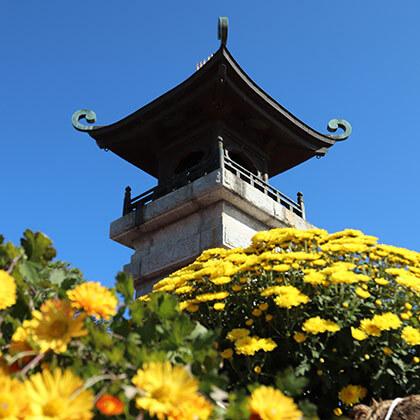 ไปเที่ยวชมเทศกาลดอกเบญจมาศ ณ ศาลเจ้าคาซามะอินาริ หนึ่งในสามศาลเจ้าที่ใหญ่ที่สุดของญี่ปุ่น