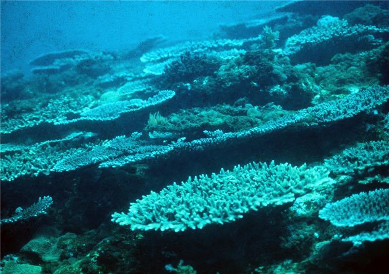 田邊灣周邊美麗的珊瑚