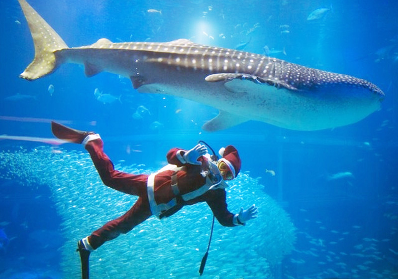 聖誕老人還將露面和鯨鯊及鐮海豚潛水暢遊