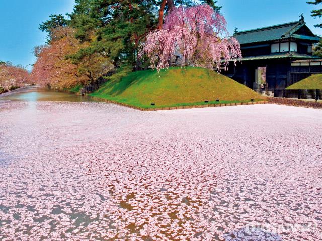 Sakura at Hirosaki Park in Aomori
