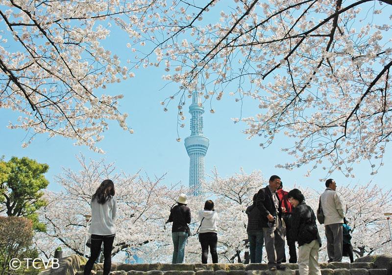透过隅田公园盛开的樱花遥望东京晴空塔