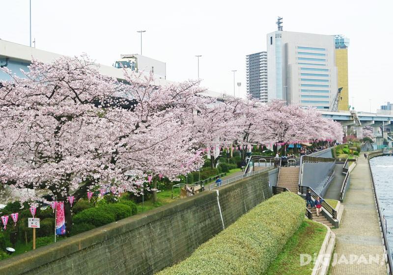 川沿いの隅田公園と桜