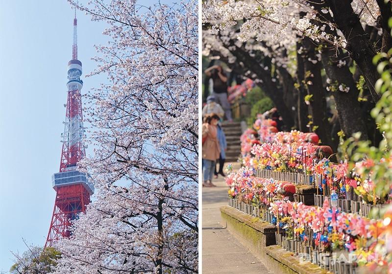 芝公園から見た東京タワーと桜