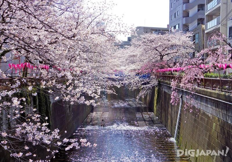 トンネルのような目黒川の桜