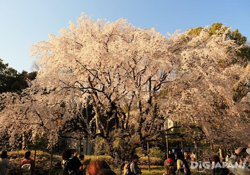 日本庭院六义园的垂樱
