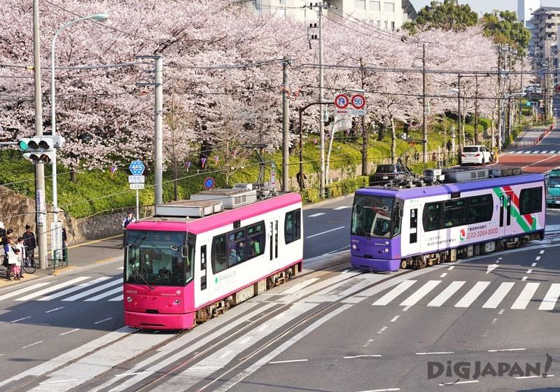 飛鳥山公園の桜と路面電車