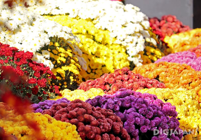 เทศกาลชมดอกเบญจมาศเมืองคาซามะ01