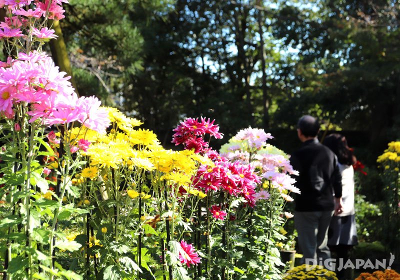 2019 Chrysanthemum Festival at Kasama Inari Shrine