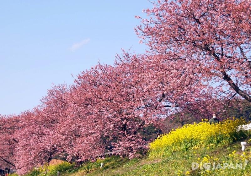 Sakura and rapeseed flower promenade