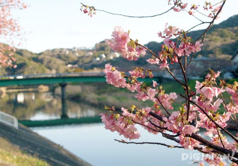 Kawazu-zakura, the early blooming cherry blossoms