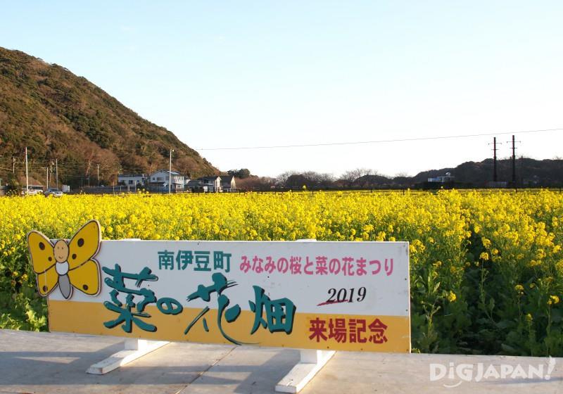 Rapeseed flower field at Minamiizu-cho
