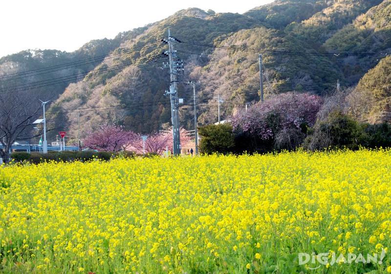 Rapeseed flower field at Minamiizu-cho