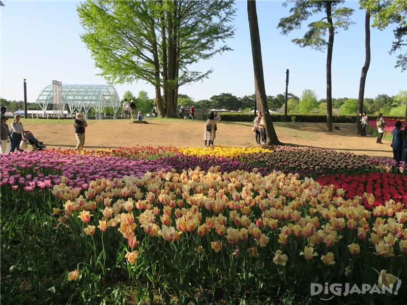ดอกทิวลิปที่สวนสาธารณะฮิตาจิไคฮิน 