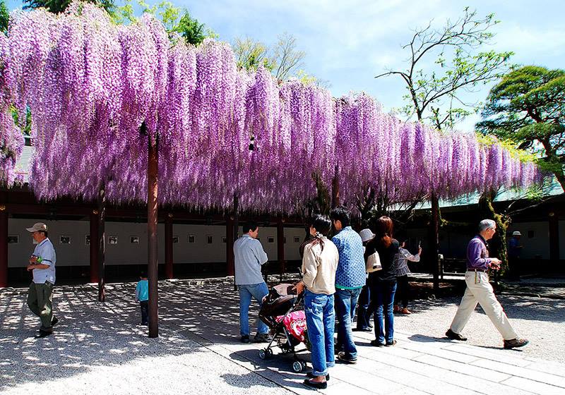 Wisteria Flowers at Kasama Inari Jinja Shrine