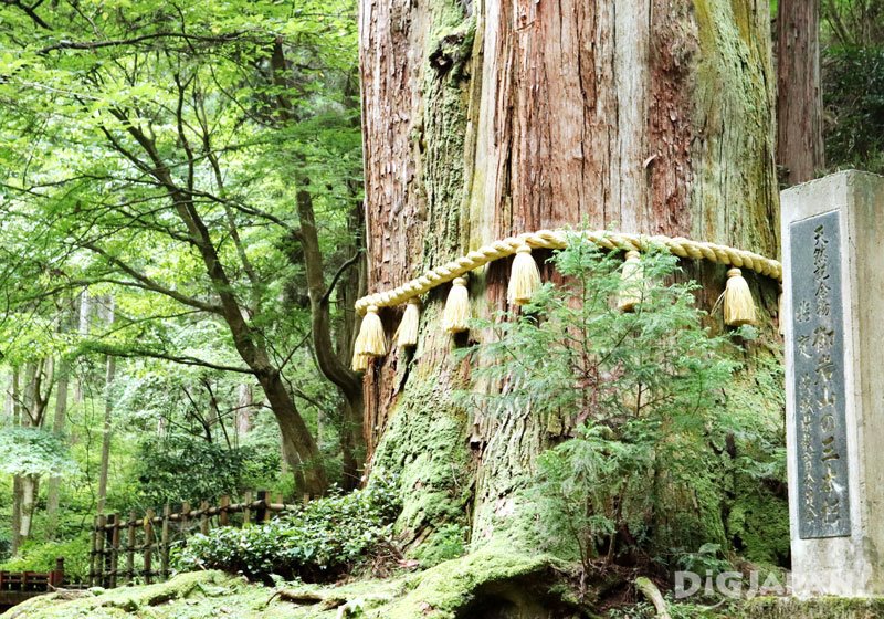 樹齡約600年的「三本杉」神木
