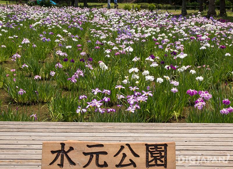 Japanese iris in Mizumoto Park