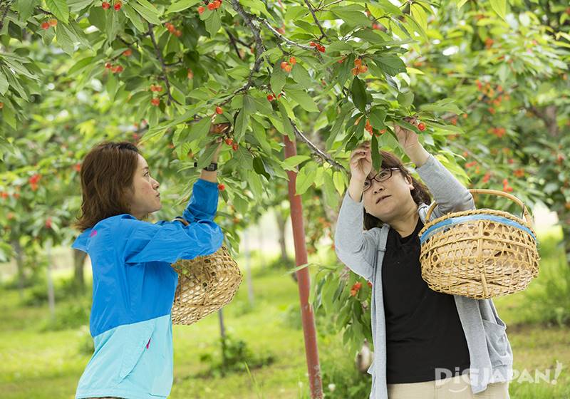 Fruit harvesting is scheduled to start in 2020