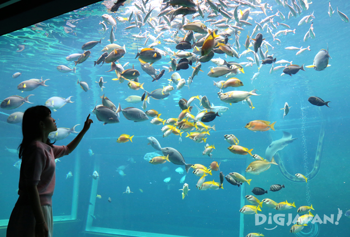 A big fish tank at Hakone-en Aquarium