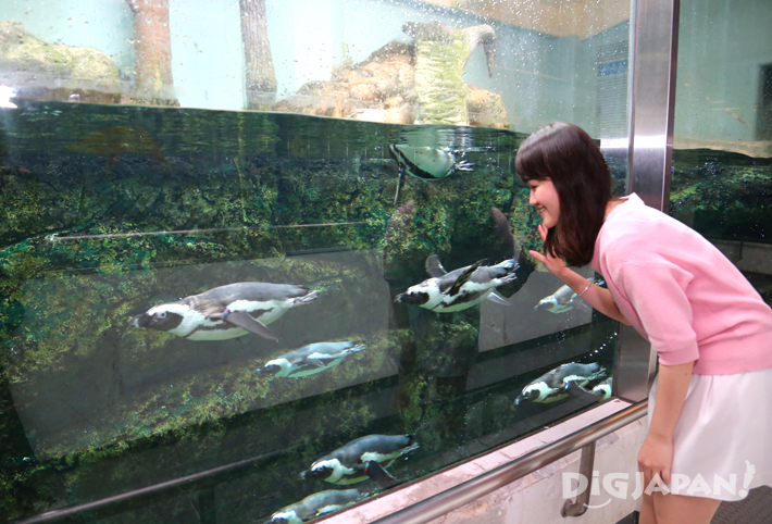 Penguins at Hakone-en Aquarium