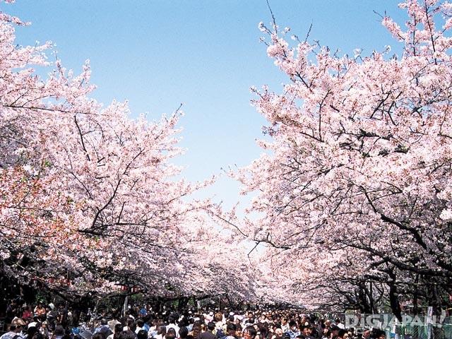 Sakura spots in Tokyo